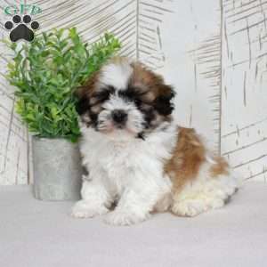 Kahula, Teddy Bear Puppy