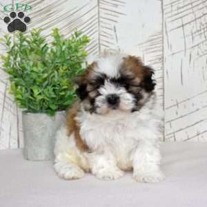 Kahula, Teddy Bear Puppy