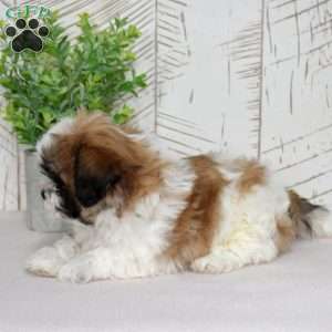 Kahula, Teddy Bear Puppy