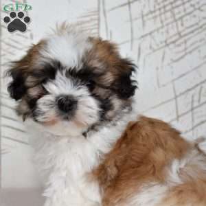 Kahula, Teddy Bear Puppy