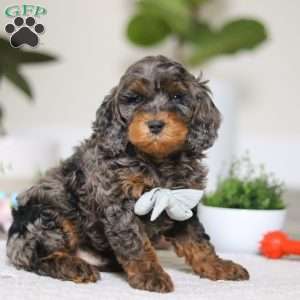 Kai, Cockapoo Puppy