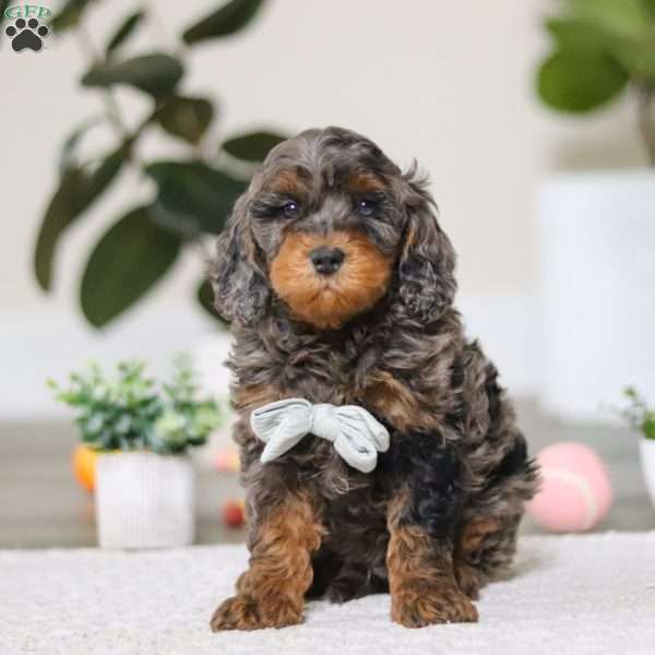 Kai, Cockapoo Puppy