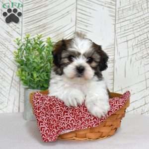 Kai, Teddy Bear Puppy