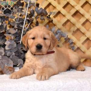 Kai, Golden Retriever Puppy