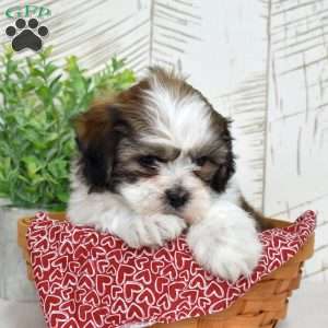 Kai, Teddy Bear Puppy