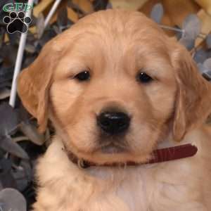 Kai, Golden Retriever Puppy