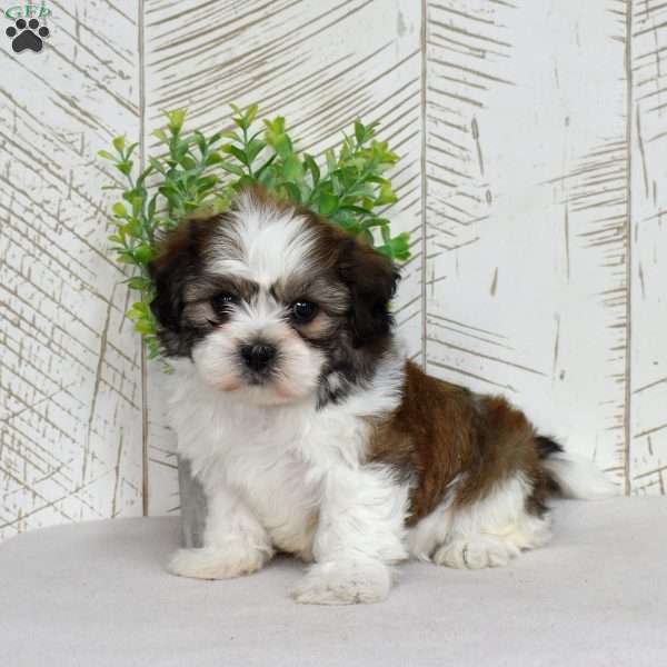 Kai, Teddy Bear Puppy