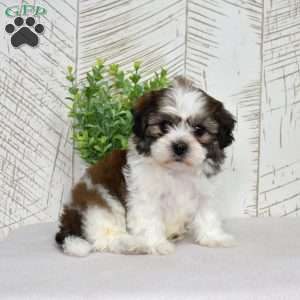 Kai, Teddy Bear Puppy