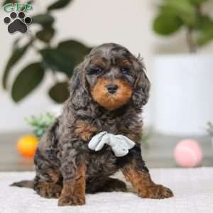 Kai, Cockapoo Puppy