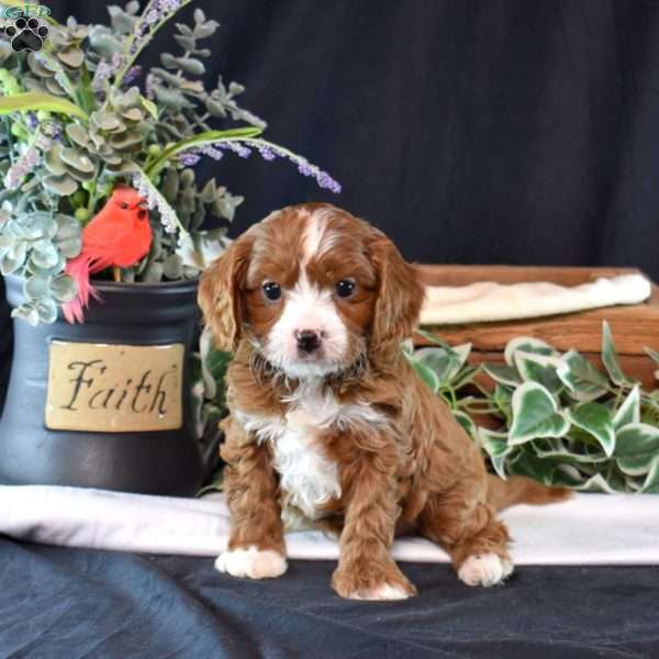 Kale, Cavapoo Puppy