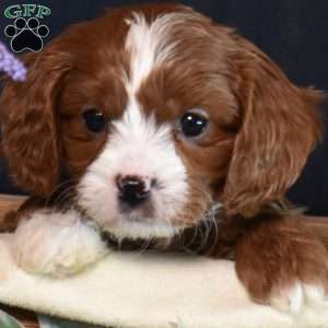 Kale, Cavapoo Puppy