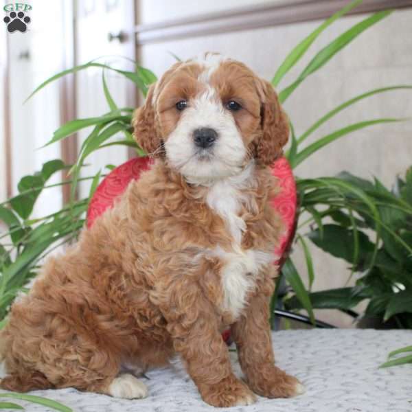 Kaleb, Mini Goldendoodle Puppy