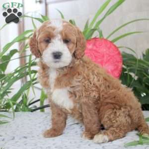 Kaleb, Mini Goldendoodle Puppy