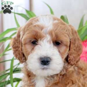 Kaleb, Mini Goldendoodle Puppy