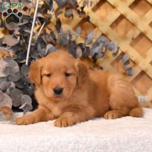 Kali, Golden Retriever Puppy