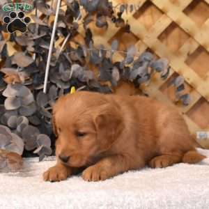 Kali, Golden Retriever Puppy