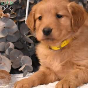 Kali, Golden Retriever Puppy
