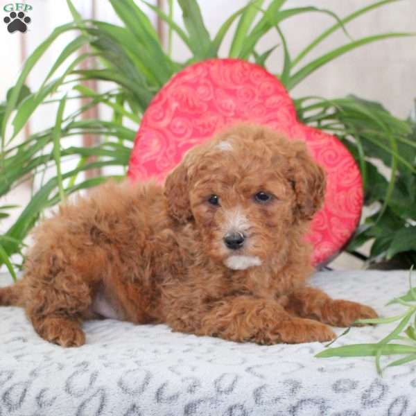 Kalvin, Mini Goldendoodle Puppy