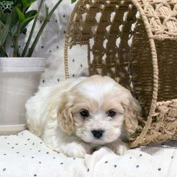 Kamri, Cavachon Puppy