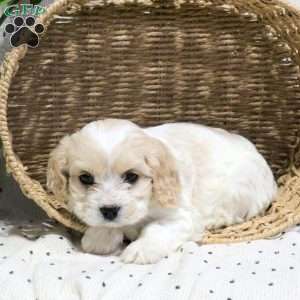 Kamri, Cavachon Puppy