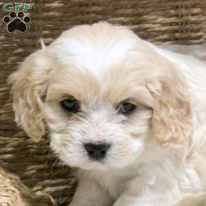 Kamri, Cavachon Puppy