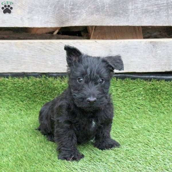Kane, Scottish Terrier Puppy