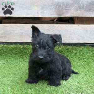 Kane, Scottish Terrier Puppy