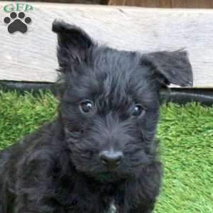Kane, Scottish Terrier Puppy