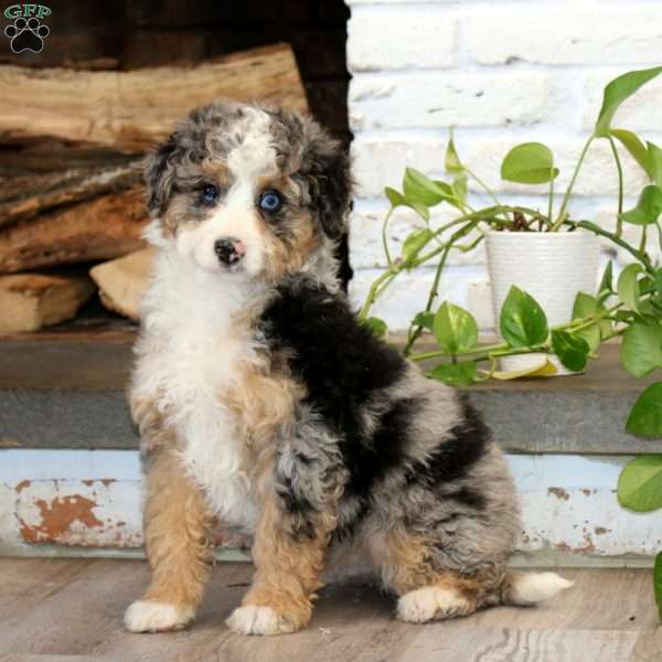 Kane, Mini Bernedoodle Puppy