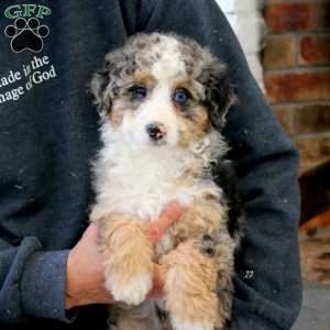 Kane, Mini Bernedoodle Puppy