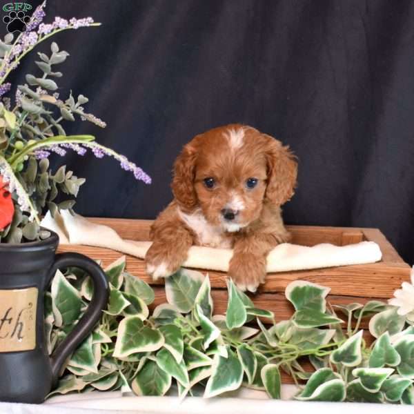 Karly, Cavapoo Puppy