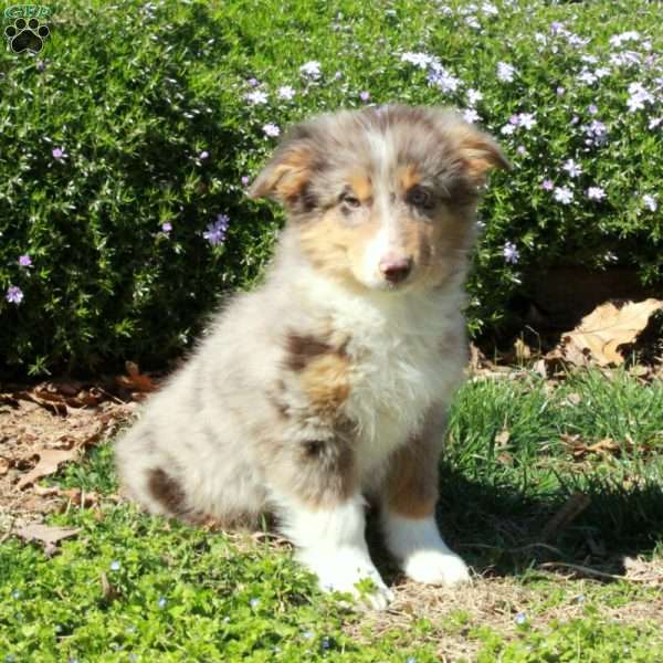 Karly, Australian Shepherd Puppy