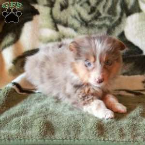 Karly, Australian Shepherd Puppy