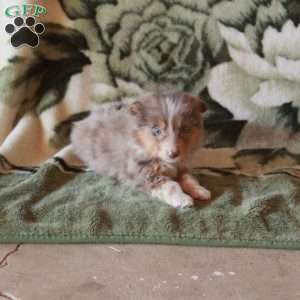 Karly, Australian Shepherd Puppy