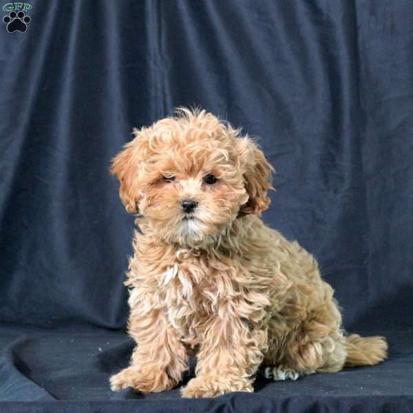 Karma, Shih-Poo Puppy