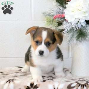 Karmen, Pembroke Welsh Corgi Puppy