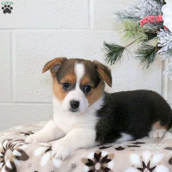 Karmen, Pembroke Welsh Corgi Puppy