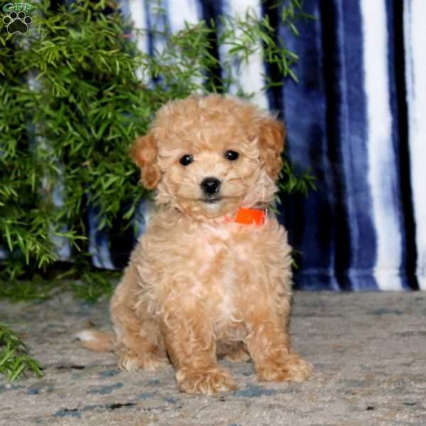 Karter, Bich-Poo Puppy