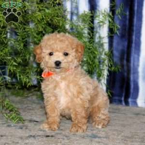 Karter, Bich-Poo Puppy