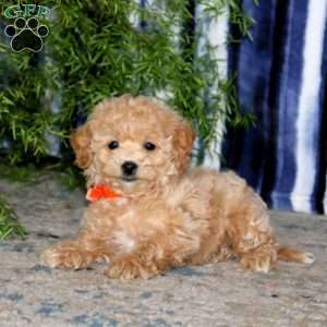 Karter, Bich-Poo Puppy