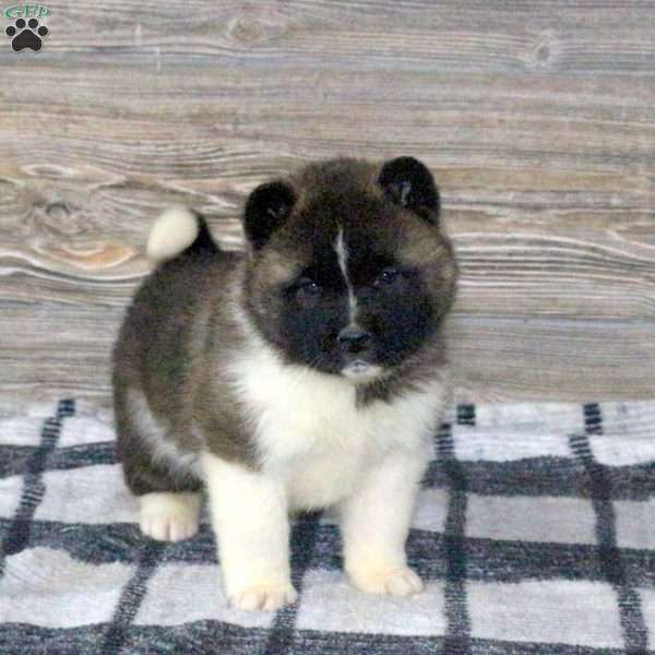 Kassie, Akita Puppy