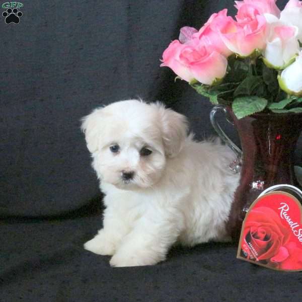 Kassie, Maltichon Puppy