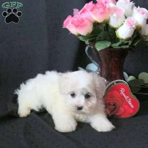 Kassie, Maltichon Puppy