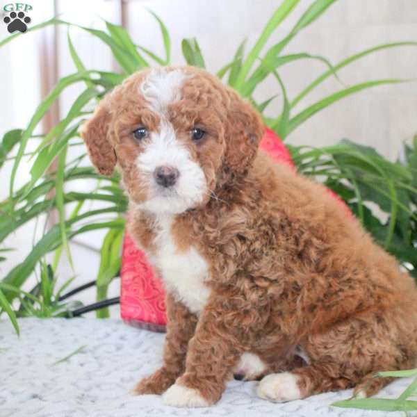 Kate, Mini Goldendoodle Puppy