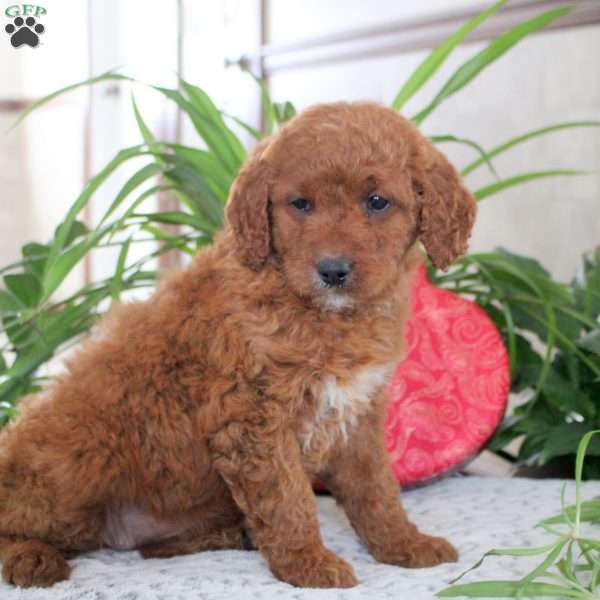 Kayla, Mini Goldendoodle Puppy