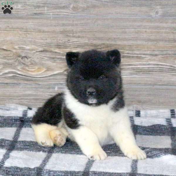 Kayla, Akita Puppy