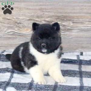 Kayla, Akita Puppy