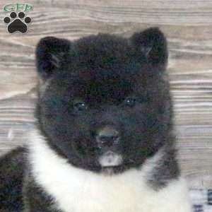 Kayla, Akita Puppy