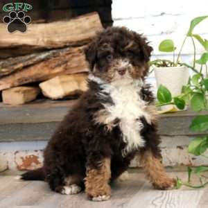 Kayla, Mini Bernedoodle Puppy