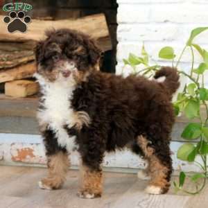 Kayla, Mini Bernedoodle Puppy